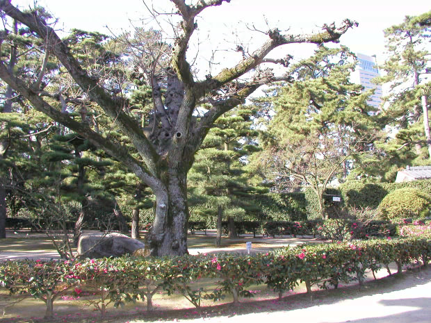 高松・玉藻公園
(620×465pixel,148.2KB)